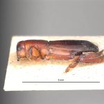 male | Image Author: LR Kirkendall | University of Bergen | holotype Platypus discolor Blandford | holotype | Volcán de Chiriqui | Collection: British Museum (Natural History)