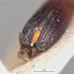 male | Image Author: LR Kirkendall | University of Bergen | holotype Platypus discolor Blandford | holotype | Volcán de Chiriqui | Collection: British Museum (Natural History)