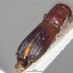 male | Image Author: LR Kirkendall | University of Bergen | holotype Platypus discolor Blandford | holotype | Volcán de Chiriqui | Collection: British Museum (Natural History)