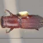 male | Image Author: LR Kirkendall | University of Bergen | holotype Platypus exitialis Wood | holotype | Bartica triangle | Collection: British Museum (Natural History)