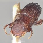 male | Image Author: LR Kirkendall | University of Bergen | holotype Platypus exitialis Wood | holotype | Bartica triangle | Collection: British Museum (Natural History)
