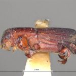 male | Image Author: LR Kirkendall | University of Bergen | holotype Platypus exitialis Wood | holotype | Bartica triangle | Collection: British Museum (Natural History)