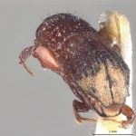 male | Image Author: LR Kirkendall | University of Bergen | holotype Platypus exitialis Wood | holotype | Bartica triangle | Collection: British Museum (Natural History)
