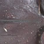female | Image Author: LR Kirkendall | University of Bergen | syntype Platypus godmani Blandford | syntype | Sinanja | Collection: British Museum (Natural History)