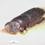 female | Image Author: LR Kirkendall | University of Bergen | syntype Platypus godmani Blandford | syntype | Sinanja | Collection: British Museum (Natural History)