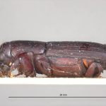 female | Image Author: LR Kirkendall | University of Bergen | syntype Platypus godmani Blandford | syntype | Sinanja | Collection: British Museum (Natural History)
