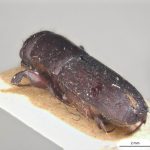 female | Image Author: LR Kirkendall | University of Bergen | syntype Platypus godmani Blandford | syntype | Sinanja | Collection: British Museum (Natural History)