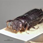 male | Image Author: LR Kirkendall | University of Bergen | syntype Platypus godmani Blandford | syntype | Sinanja | Collection: British Museum (Natural History)