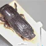 male | Image Author: LR Kirkendall | University of Bergen | syntype Platypus godmani Blandford | syntype | Sinanja | Collection: British Museum (Natural History)