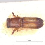 male | Image Author: LR Kirkendall | University of Bergen | syntype Platypus excisus Chapuis | syntype | Tuxpan | Collection: British Museum (Natural History)