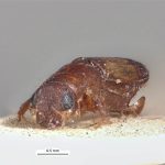 male | Image Author: LR Kirkendall | University of Bergen | syntype Platypus excisus Chapuis | syntype | Tuxpan | Collection: British Museum (Natural History)