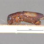 male | Image Author: LR Kirkendall | University of Bergen | syntype Platypus excisus Chapuis | syntype | Tuxpan | Collection: British Museum (Natural History)