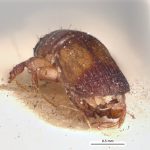 male | Image Author: LR Kirkendall | University of Bergen | syntype Platypus excisus Chapuis | syntype | Tuxpan | Collection: British Museum (Natural History)