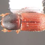 Image Author: TH Atkinson | Florida State Collection of Arthropods, Gainesville, Florida | holotype, Microborus caymanensis Bright, 2019 | holotype | Cayman Brac | Collection: Florida State Collection of Arthropods