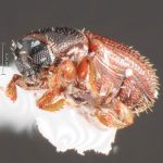 Image Author: TH Atkinson | Florida State Collection of Arthropods, Gainesville, Florida | holotype, Microborus caymanensis Bright, 2019 | holotype | Cayman Brac | Collection: Florida State Collection of Arthropods