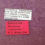 Image Author: TH Atkinson | Florida State Collection of Arthropods, Gainesville, Florida | holotype, Microborus caymanensis Bright, 2019 | holotype | Cayman Brac | Collection: Florida State Collection of Arthropods