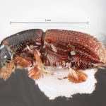 Image Author: TH Atkinson | Florida State Collection of Arthropods, Gainesville, Florida | holotype, Microborus caymanensis Bright, 2019 | holotype | Cayman Brac | Collection: Florida State Collection of Arthropods