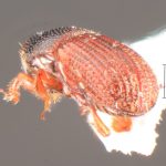 Image Author: TH Atkinson | Florida State Collection of Arthropods, Gainesville, Florida | holotype, Microborus caymanensis Bright, 2019 | holotype | Cayman Brac | Collection: Florida State Collection of Arthropods
