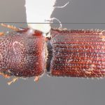 female | Image Author: TH Atkinson | Florida State Collection of Arthropods, Gainesville, Florida | allotype Hylocurus antillicus Bright | allotype | Trace des Cretes at D14 | Collection: Florida State Collection of Arthropods