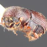 female | Image Author: TH Atkinson | Florida State Collection of Arthropods, Gainesville, Florida | allotype Hylocurus antillicus Bright | allotype | Trace des Cretes at D14 | Collection: Florida State Collection of Arthropods