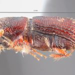 female | Image Author: TH Atkinson | Florida State Collection of Arthropods, Gainesville, Florida | allotype Hylocurus antillicus Bright | allotype | Trace des Cretes at D14 | Collection: Florida State Collection of Arthropods