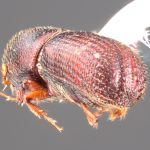 female | Image Author: TH Atkinson | Florida State Collection of Arthropods, Gainesville, Florida | allotype Hylocurus antillicus Bright | allotype | Trace des Cretes at D14 | Collection: Florida State Collection of Arthropods
