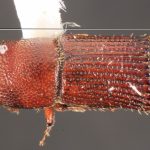 male | Image Author: TH Atkinson | Florida State Collection of Arthropods, Gainesville, Florida | holotype, Hylocurus antillicus Bright, 2019 | holotype | Trace des Cretes at D14 | Collection: Florida State Collection of Arthropods