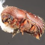 male | Image Author: TH Atkinson | Florida State Collection of Arthropods, Gainesville, Florida | holotype, Hylocurus antillicus Bright, 2019 | holotype | Trace des Cretes at D14 | Collection: Florida State Collection of Arthropods
