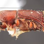 male | Image Author: TH Atkinson | Florida State Collection of Arthropods, Gainesville, Florida | holotype, Hylocurus antillicus Bright, 2019 | holotype | Trace des Cretes at D14 | Collection: Florida State Collection of Arthropods