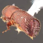 male | Image Author: TH Atkinson | Florida State Collection of Arthropods, Gainesville, Florida | holotype, Hylocurus antillicus Bright, 2019 | holotype | Trace des Cretes at D14 | Collection: Florida State Collection of Arthropods