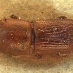 female | Image Author: AI Cognato | Michigan State University | paratype Xyleborus dorsosulcatus Beeson | paratype | Bilumyo Reserve, Myithyina | Collection: Forest Research Institute