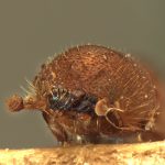 female | Image Author: AI Cognato | Michigan State University | paratype Xyleborus dorsosulcatus Beeson | paratype | Bilumyo Reserve, Myithyina | Collection: Forest Research Institute