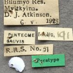 female | Image Author: AI Cognato | Michigan State University | paratype Xyleborus dorsosulcatus Beeson | paratype | Bilumyo Reserve, Myithyina | Collection: Forest Research Institute