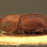 female | Image Author: AI Cognato | Michigan State University | paratype Xyleborus dorsosulcatus Beeson | paratype | Bilumyo Reserve, Myithyina | Collection: Forest Research Institute