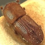 female | Image Author: AI Cognato | Michigan State University | paratype Xyleborus dorsosulcatus Beeson | paratype | Bilumyo Reserve, Myithyina | Collection: Forest Research Institute