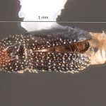Image Author: TH Atkinson | Florida State Collection of Arthropods, Gainesville, Florida | Upper Key Largo | Collection: Florida State Collection of Arthropods
