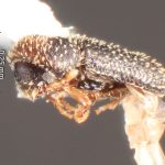 Image Author: TH Atkinson | Florida State Collection of Arthropods, Gainesville, Florida | Upper Key Largo | Collection: Florida State Collection of Arthropods