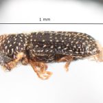 Image Author: TH Atkinson | Florida State Collection of Arthropods, Gainesville, Florida | Upper Key Largo | Collection: Florida State Collection of Arthropods