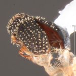 Image Author: TH Atkinson | Florida State Collection of Arthropods, Gainesville, Florida | Upper Key Largo | Collection: Florida State Collection of Arthropods