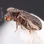 female | Image Author: TH Atkinson | Florida State Collection of Arthropods, Gainesville, Florida | Santa Maria | Collection: Faculdade de Engenharia