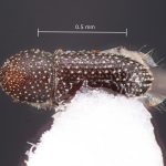 female | Image Author: TH Atkinson | Florida State Collection of Arthropods, Gainesville, Florida | Santa Maria | Collection: Faculdade de Engenharia