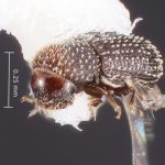 female | Image Author: TH Atkinson | Florida State Collection of Arthropods, Gainesville, Florida | Santa Maria | Collection: Faculdade de Engenharia