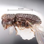 female | Image Author: TH Atkinson | Florida State Collection of Arthropods, Gainesville, Florida | Santa Maria | Collection: Faculdade de Engenharia