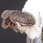female | Image Author: TH Atkinson | Florida State Collection of Arthropods, Gainesville, Florida | Santa Maria | Collection: Faculdade de Engenharia