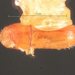 female | Image Author: TH Atkinson | Florida State Collection of Arthropods, Gainesville, Florida | Uxpanapa | Collection: Florida State Collection of Arthropods