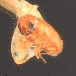 female | Image Author: TH Atkinson | Florida State Collection of Arthropods, Gainesville, Florida | Uxpanapa | Collection: Florida State Collection of Arthropods