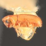 female | Image Author: TH Atkinson | Florida State Collection of Arthropods, Gainesville, Florida | Uxpanapa | Collection: Florida State Collection of Arthropods
