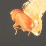 female | Image Author: TH Atkinson | Florida State Collection of Arthropods, Gainesville, Florida | Uxpanapa | Collection: Florida State Collection of Arthropods