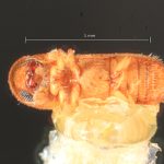 female | Image Author: TH Atkinson | Florida State Collection of Arthropods, Gainesville, Florida | Uxpanapa | Collection: Florida State Collection of Arthropods