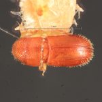 male | Image Author: TH Atkinson | Florida State Collection of Arthropods, Gainesville, Florida | Uxpanapa | Collection: Florida State Collection of Arthropods
